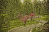 NY- And More Central Park Panoramas